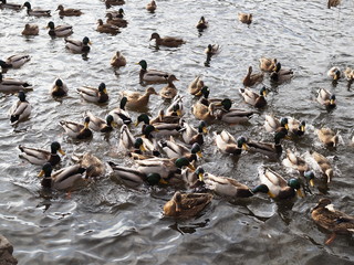 Fototapeta premium hungry wild ducks fight for food in crowd at lake
