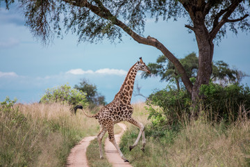 A beautiful giraffe runs across a road in the African Savannah against the blue sky and and yellow tall grass