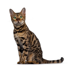 Pretty Bengal cat sitting backwards. Looking over shoulder to camera with green eyes. Isolated on white background.