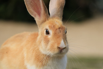 うさぎ島のうさちゃんシリーズ