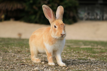 うさぎ島のうさちゃんシリーズ