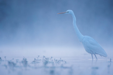 Great Egret in misty Morning