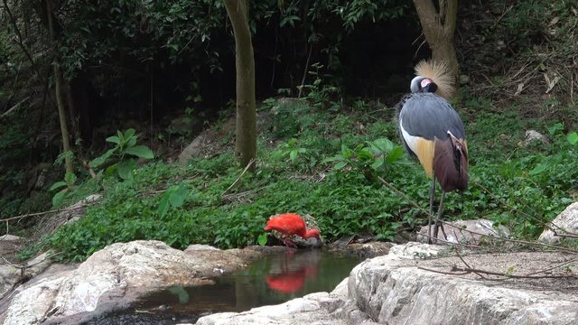 Crowned crane close-up. Chiang Mai, Thailand 