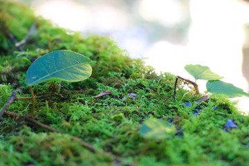 三段峡の秋（広島）