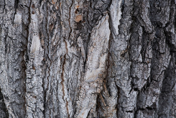 the texture of the dark bark of the tree close-up