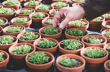 Nahaufnahme: Hand eines Gärtners prüft Töpfe mit jungen Pflanzen – selektiver Fokus