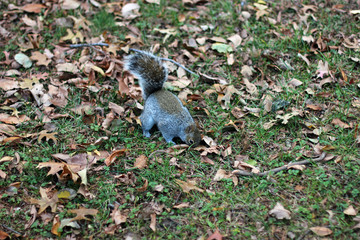Gray squirrel looking for nuts and food in a meadow between foliage in autumn