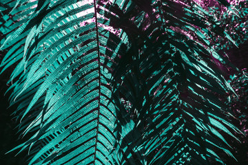 Different exotic plants, in a tropical environment and in the forest. In the colors of the 2020 trend. Aqua Mente, Lush Lava and Phantom Blue. Pink Plants, flowers, leaves and tropics. Green color