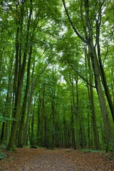 Weitwinkel - Erdiger Boden mit hoch hinausragenden Bäumen im Wald