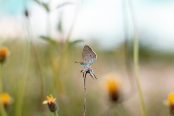 A butterfly on a flower
