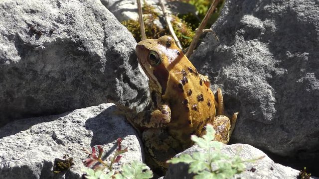 Bufo bufo The common toad, European toad, or in Anglophone parts of Europe, simply the toad is an amphibian found throughout most of Europe