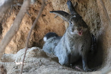 うさぎ島のうさちゃんシリーズ