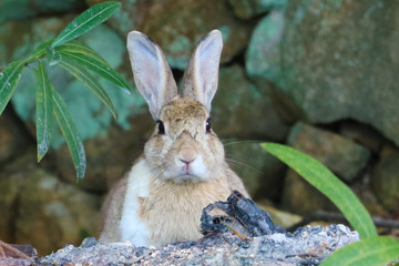 うさぎ島のうさちゃんシリーズ