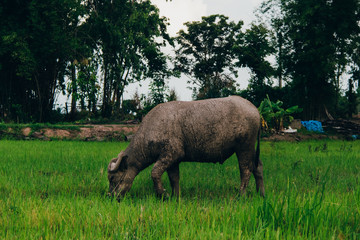 The buffalo was in the rice field alone.