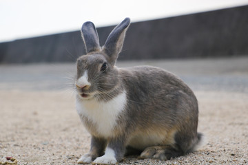 うさぎ島のうさちゃんシリーズ