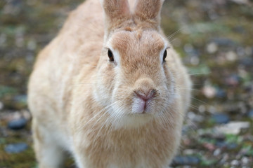 うさぎ島のうさちゃんシリーズ