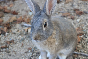 うさぎ島のうさちゃんシリーズ