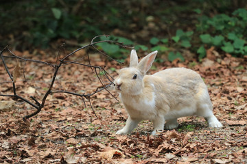 うさぎ島のうさちゃんシリーズ