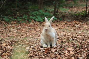 うさぎ島のうさちゃんシリーズ