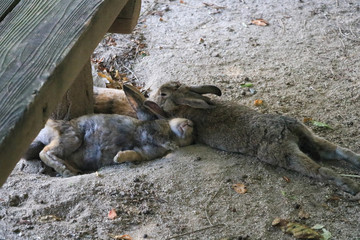 うさぎ島のうさちゃんシリーズ