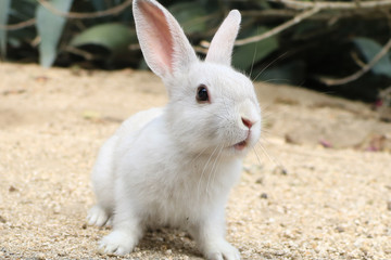 うさぎ島のうさちゃんシリーズ