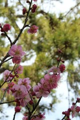 梅と松
