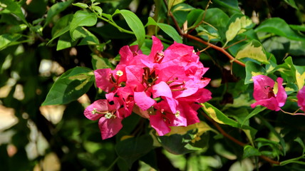 Obraz premium Paper flowers or bougainvillea are popular ornamental plants. Its beauty comes from the sheath of brightly colored flowers and attracts attention because it grows with lush