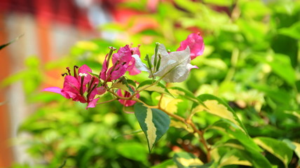 Naklejka na ściany i meble Paper flowers or bougainvillea are popular ornamental plants. Its beauty comes from the sheath of brightly colored flowers and attracts attention because it grows with lush