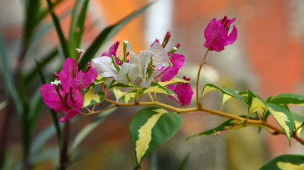 Paper flowers or bougainvillea are popular ornamental plants.  Its beauty comes from the sheath of brightly colored flowers and attracts attention because it grows with lush