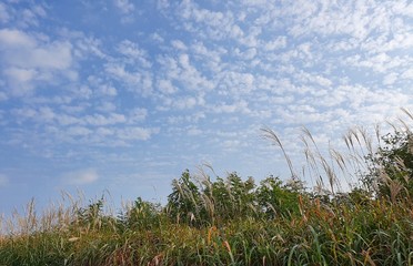  태양, 농장, 곡류, 일, 모래, 봄, 구름, 바다, 바람, 백, Lake, River, Sun, dawn,...