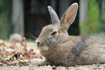 うさぎ島のうさちゃんシリーズ