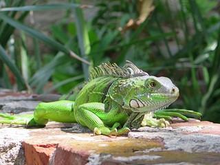 A curious iguana at Key West