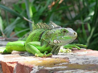 A curious iguana at Key West