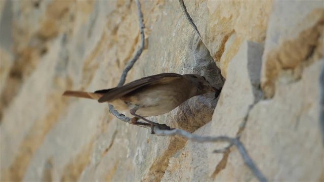 Black redstart - Phoenicurus ochruros