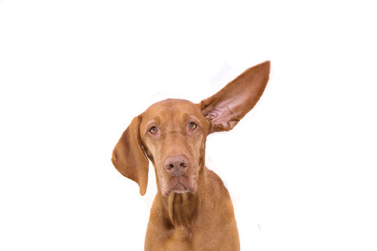 Attentive Pointer Dog With One Ear Up. Isolated On White Background.