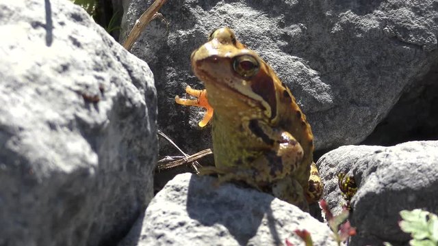 Bufo bufo The common toad, European toad, or in Anglophone parts of Europe, simply the toad is an amphibian found throughout most of Europe