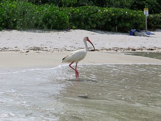 An American white ibis (Eudocimus albus) at the beach of Naples, Florida