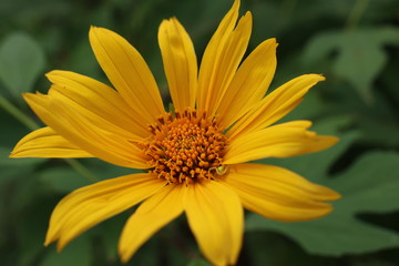 yellow flower
