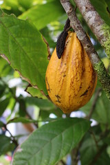 Cacao fruit