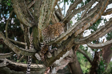 a leopard lies on a milkweed tree in the African Savannah. Usually resting during the day, feeding on antelopes at night