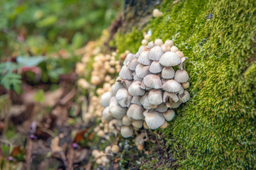 Cluster of small shellish mushrooms between moss. Coprinellus disseminatus commonly known as 'fairy inkcap' or 'trooping crumble cap' is a species of agaric fungus in the family Psathyrellaceae.