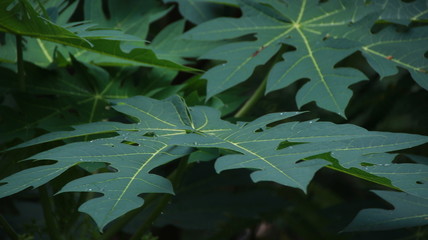 papaya leaves photographed directly in nature, still attached to trees in the forest