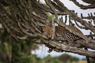 a leopard lies on a milkweed tree in the African Savannah. Usually resting during the day, feeding on antelopes at night