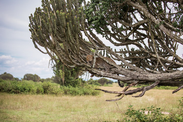 landscape in the African Savannah with a leopard lying on a tree milkweed. Usually resting during the day, feeding on antelopes at night