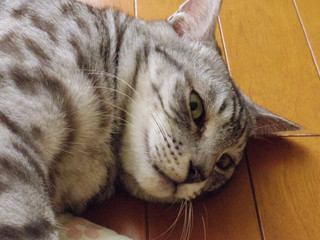 床で寝ているサバトラ猫