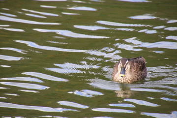 池を泳ぐカルガモ