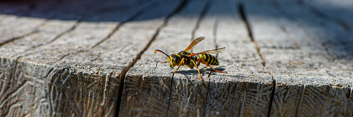 wasp insect sits on an old stump on a blurry background on a sunny day.