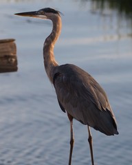 Great Blue Heron on the boardwalk