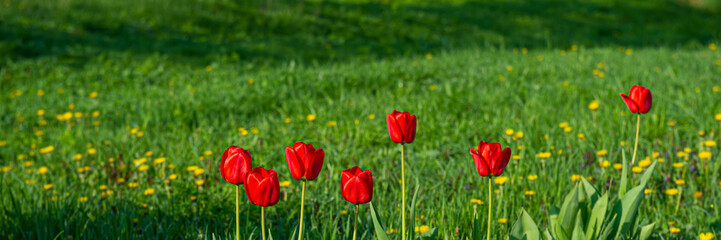 blooming red tulips on a background of green grass in the garden.