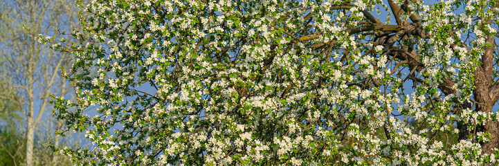 Blooming apple tree in the early morning in the countryside.